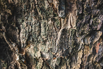 Background of large tree bark