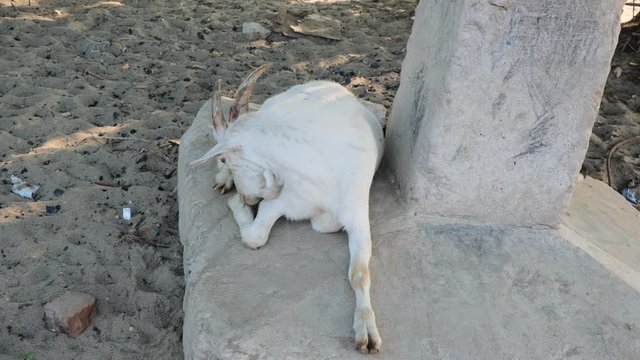 white domestic goat with horns in the forest