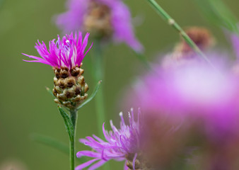 beautiful delicate pink wildflower close up for background and text