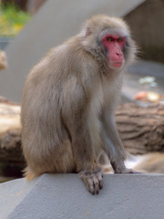 A single Japanese Macaque (Macaca fuscata)