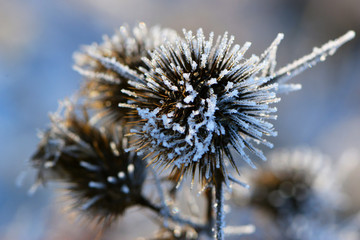 dry plant covered with ice winter macro background text