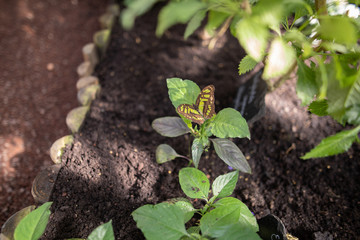 Schmetterling auf Blättern