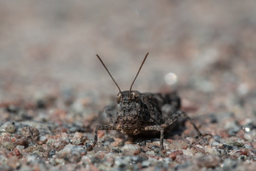Grey grasshopper sitting on the sand at sunny day macro insect photography
