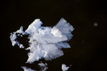 Ледяной цветок