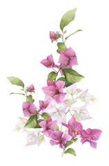 A pink bougainvillaea arrangement hand painted in watercolor isolated on a white background. Watercolor floral illustration. Watercolor bougainvillea. - obrazy, fototapety, plakaty
