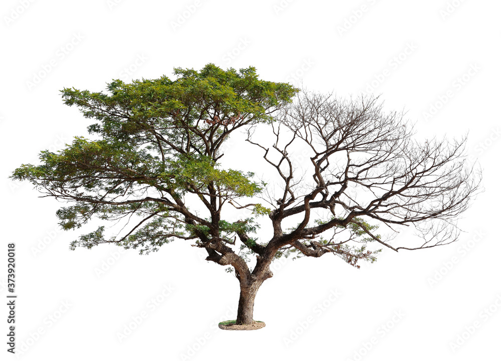Wall mural lonely tree, dead tree on one side and living tree on the different side with clipping path isolated