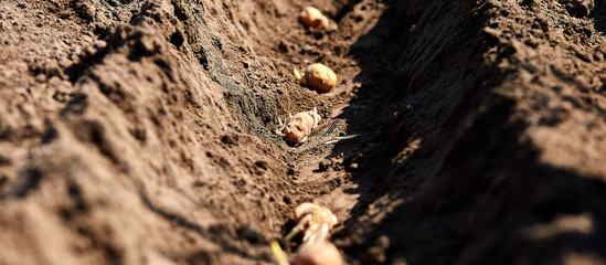 Process of planting potato field in the vegetable garden, close up.