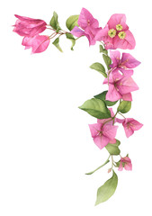 A pink bougainvillaea arrangement (corner) hand painted in watercolor isolated on a white background. Watercolor floral illustration. Watercolor bougainvillea.