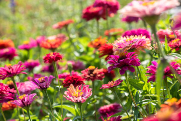 Nice summer field flowers at sunny day nature weather