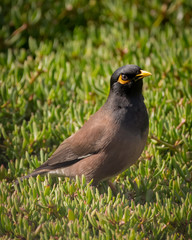 Common myna