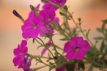 purple flowers in the garden