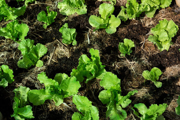 Young organic vegetables garden, top view