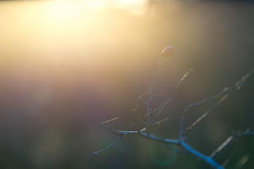 The branch of wild rose backlit in soft blue-grey background