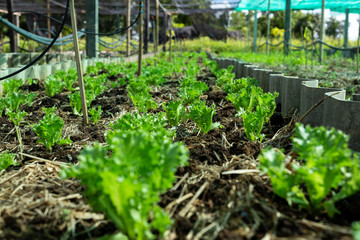Young organic vegetables in the garden