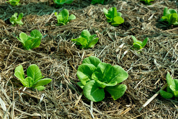 Young organic vegetables in the garden