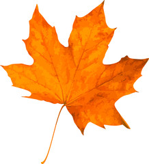 Autumn leaf. Golden maple leaf isolated on white background. Vector illustration
