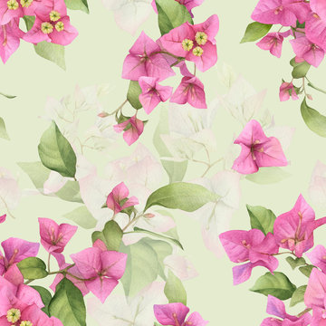 A floral seamless pattern of the pink bougainvillea and green leaves with a translucency hand drawn in watercolor isolated on a light green background. Watercolor floral seamless pattern. 