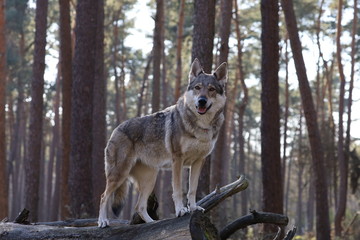 Czechoslovakian wolfdog in the forrest