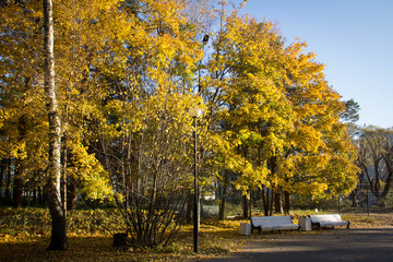 benches in the autumn Park, trees with yellow leaves, the soft evening light of the setting sun illuminates the path