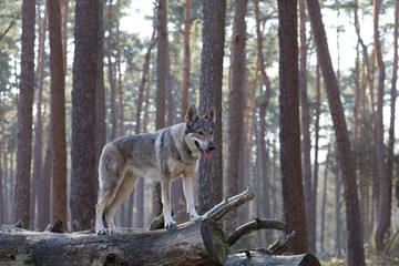 Czechoslovakian wolfdog in the forrest