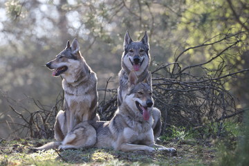 Obraz premium Czechoslovakian wolfdog in the forrest