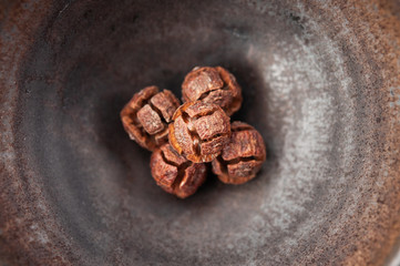 ヒノキの種　マクロ　檜