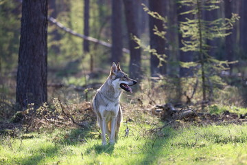 Czechoslovakian wolfdog in the forrest