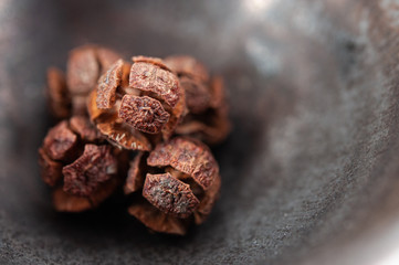 ヒノキの種　マクロ　檜