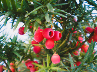 Yew tree (Taxus baccata) red berries. Closeup of red yew berries among green yew tree branches. English or European conifer green shrub with poisonous & bitter red ripe berry fruits. Evergreen tree
