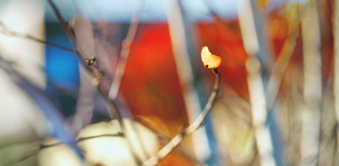 Fototapeta na wymiar Beautiful autumn background, yellow leaves, tinted photo. Selective, soft focus.