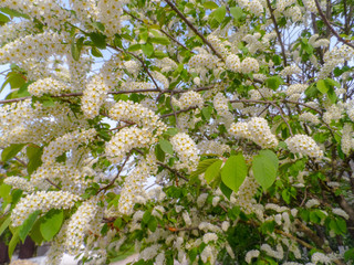 Bird cherry (Prunus padus, hackberry, hagberry or Mayday tree). Closeup of bird cherry tree branch on blue sky. Blossom of bird cherry large shrub. Blooming prunus padus bush & green leaves background