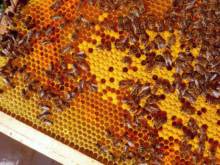 Close up view of the working bees on honey cells. Macro of bees on honeycomb in apiary. Honey bees in a beehive on frame. Fresh honey in comb and working bees. Honeycomb as texture pattern background