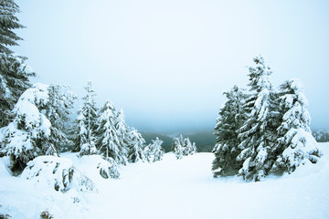 Amazing winter landscape of snowy little fir trees