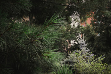 Spruce in a summer park. City Park. Plants in the garden.