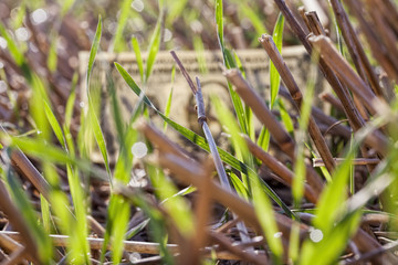 Mature yellowed cereals