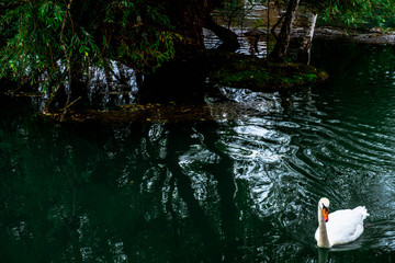 Swans on the Kembs canal in Alsace France