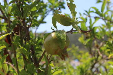 fruit on a tree