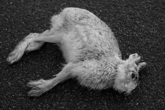 Mountain Hare hit by car