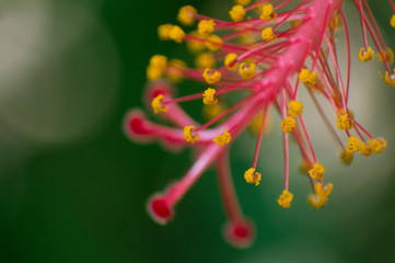 red flower macro