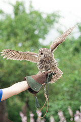 Little tawny owl in summer amid green grass sitting on glove