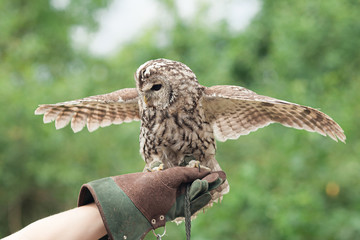 Little tawny owl in summer amid green grass sitting on glove