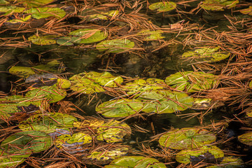 Pine needles falling on lake in Upstate NY Park are almost covering the lily pads that grow in the water.  Broome County