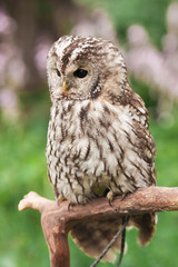 Little tawny owl in summer amid green grass sitting on glove