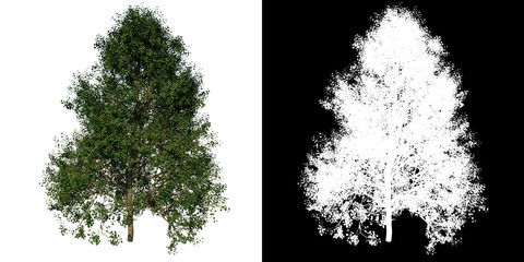 Front view of Tree (Adolescent Silver Linden 3) Plant png with alpha channel to cutout made with 3D render 