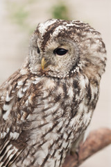 Little tawny owl in summer amid green grass sitting on glove