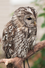 Little tawny owl in summer amid green grass sitting on glove