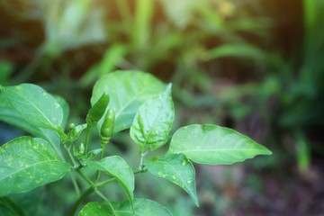 close up of green leaves