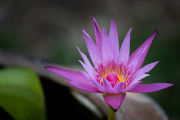 Blooming Lotus flower or water lily in public gardens.