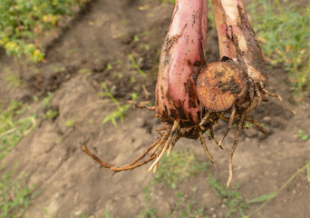 Banana sucker with good root system. How to plant banana trees concept