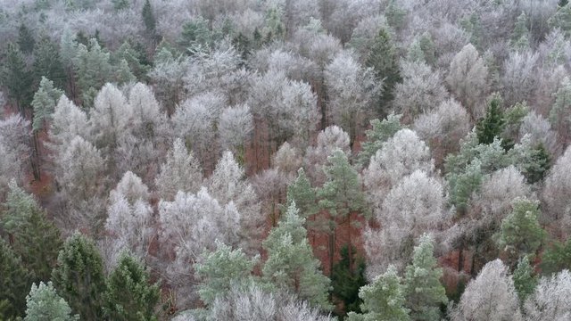 Aerial view of forest with hoar frost, Steigerwald, Bavaria, Germany